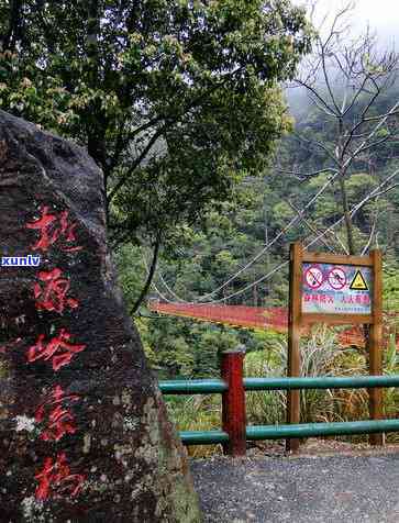 桐木关荒野红茶价格-桐木荒野红茶价格表