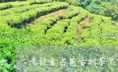 老挝金占芭古树茶多少钱一斤？探究其市场价格与公司信息