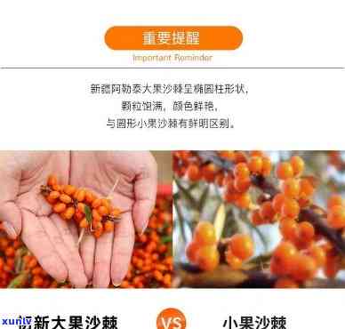 最新沙棘茶价格查询：官网直达，一目了然