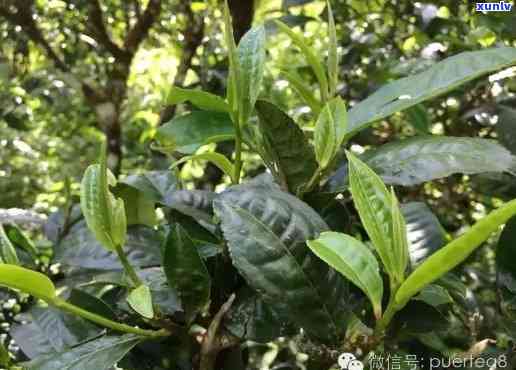 勐库茶口感特点磨烈-勐库磨烈茶的特点