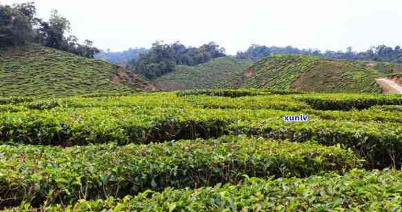 勐库茶口感特点磨烈-勐库磨烈茶的特点