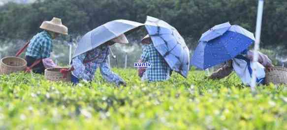 海南有容园茶叶，品味海南：探索有容园的茶叶世界