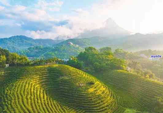 海南有容园茶叶，品味海南：探索有容园的茶叶世界