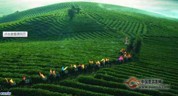 了解六大茶山加盟，观看详细介绍视频与图片