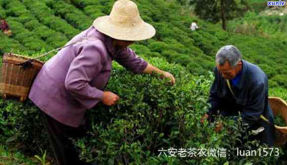 老六安茶价格差别大-老六安茶口感