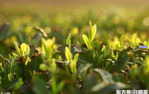 山东日照北极春茶，探索山东日照北极春茶的魅力：一种独特而美味的绿茶体验