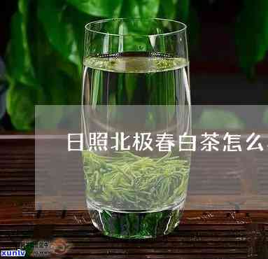 日照北极春红茶价格-日照绿茶北极春多少钱