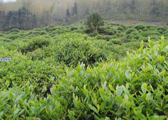 门红茶数据分析，深入解析门红茶的品质与市场趋势：基于数据分析的研究