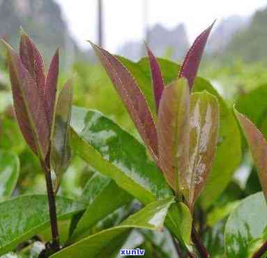 苦丁茶市场，探索苦丁茶市场的潜力与机遇