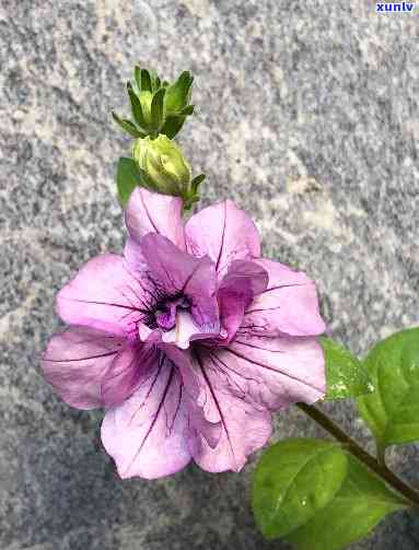 黄颜色翡翠貔貅-黄颜色翡翠貔貅图片