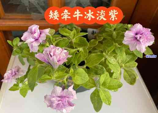 冰淡紫花期，冰淡紫花期：花开的季节，美丽如诗