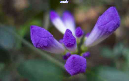 冰淡紫花苞，冰淡紫花苞：春日里的清新与宁静