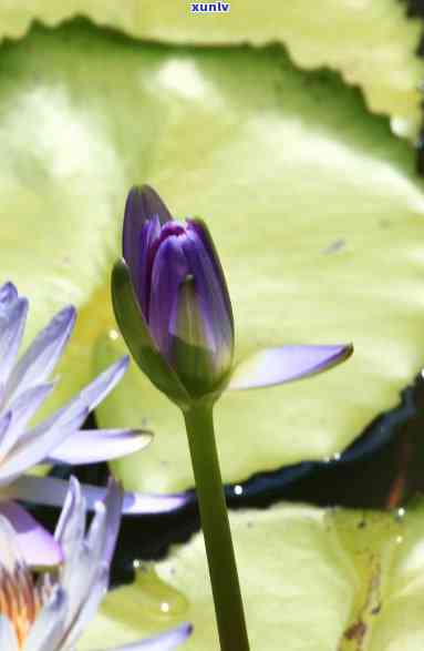 冰淡紫花苞，冰淡紫花苞：春日里的清新与宁静