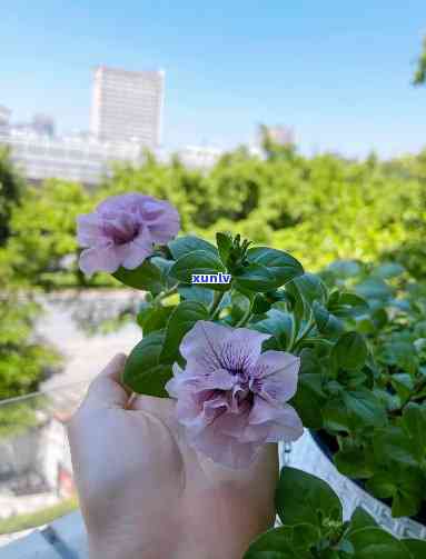 冰淡紫花苞，冰淡紫花苞：春日里的清新与宁静