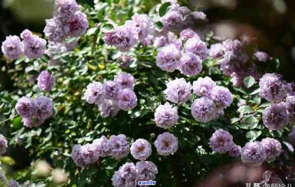 黄颜色翡翠貔貅-黄颜色翡翠貔貅图片