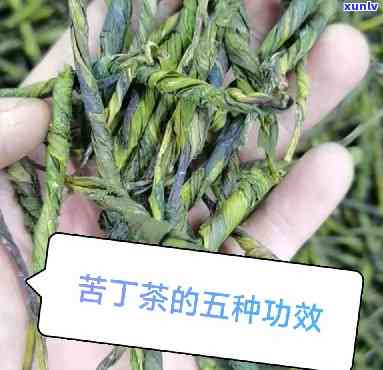 西苦丁茶价格多少-西苦丁茶价格多少钱一斤