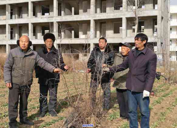 百年古树移栽可行？视频与图片展示