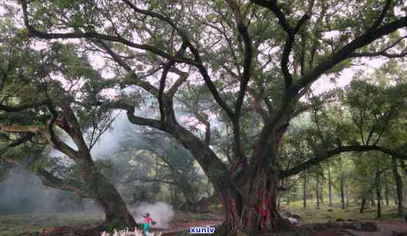 能和古树一起照相吗-能和古树一起照相吗图片