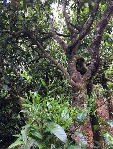 州滇益的澜沧古茶-州澜沧古茶