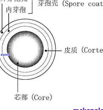 野生古树芽孢能喝吗-野生古树芽孢可以存放多久