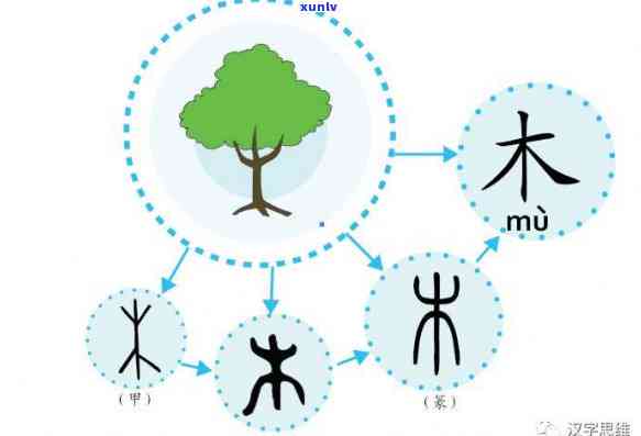 50年的大树：其木材可制造多少双筷子？移植后能否存活？