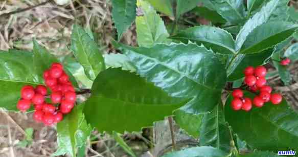 九节茶的别名是什么-九节茶的别名是什么呢