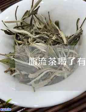 脂流茶的功效与副作用全解析