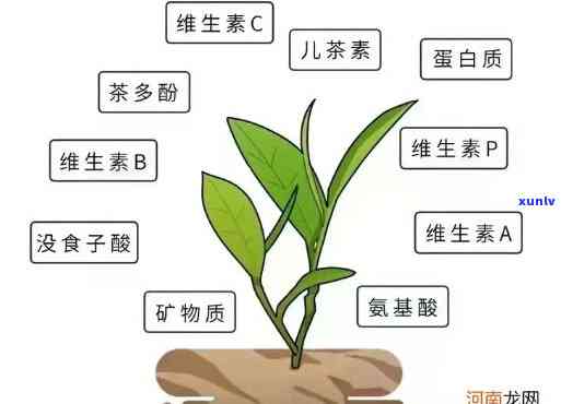 茶的五因子是指什么内容，揭示茶的神秘面纱：探讨茶的五因子