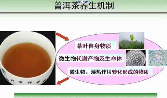 茶的活性指的是什么呢，探秘茶的活性：理解茶叶中的生物活性物质及其作用机制