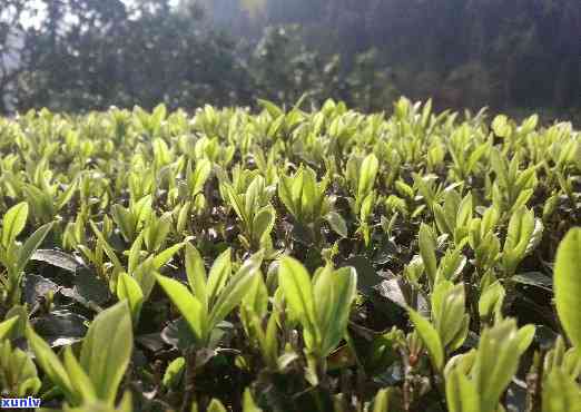 低山茶应具有的特征，探析低山茶的独特特性与生长环境