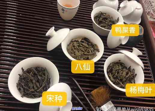 低山茶是否比高山茶更耐冲泡？原因解析