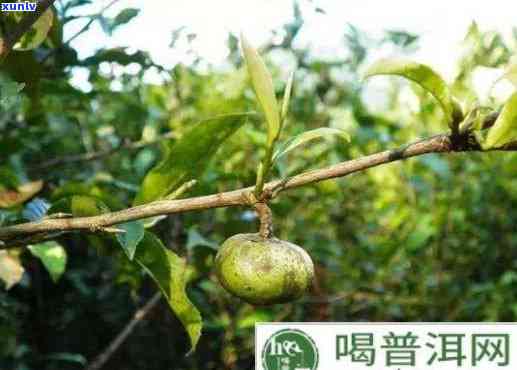 一种泡茶的果子图片全集：欣各种独特的茶叶果实图片