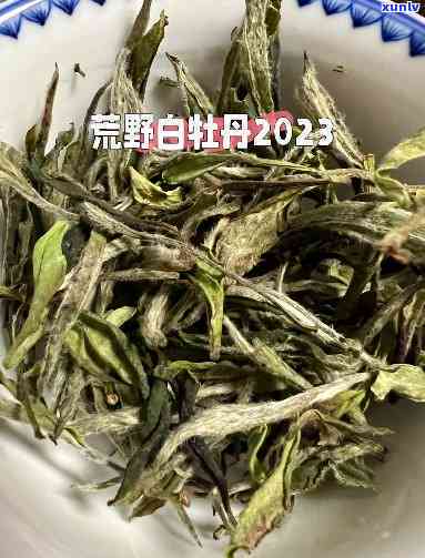 3年白牡丹茶价格，2023年白牡丹茶价格行情分析与趋势预测