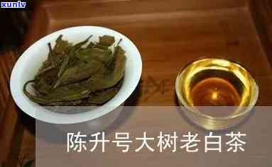 陈升号大树茶：多少年树龄？是古树茶吗？价格如何？