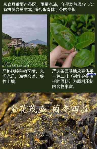 金花香橼茶价格多少-金花香橼茶价格多少钱一斤