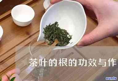 根茶的用处是什么-根茶的用处是什么呢