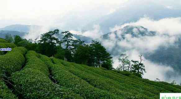 探究高山茶的独特特质及其品质特征