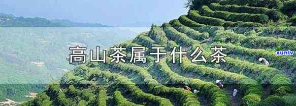 探究高山茶的独特特质及其品质特征