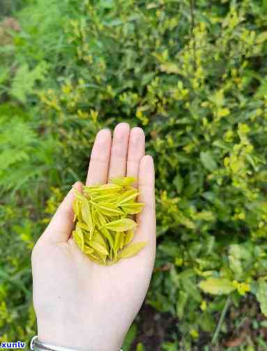 高山茶叶特点：独特口感与丰富营养