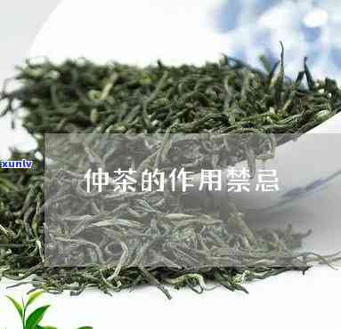 仲茶的作用是什么-仲茶的作用是什么呢