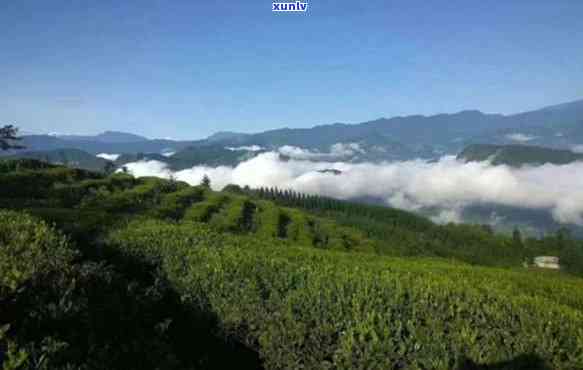 马边高山茶叶，品味高品质生活：探索马边高山茶叶的世界