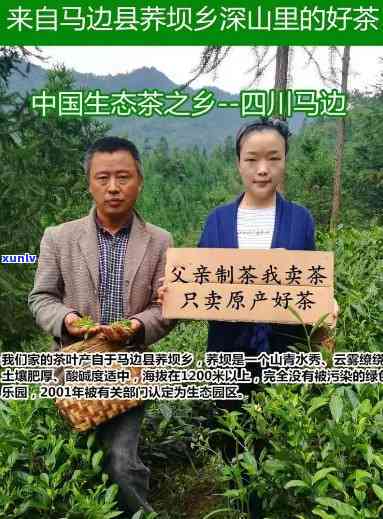 马边高山雀舌茶价格，探秘中国四川马边：高山雀舌茶的市场价格与品质分析