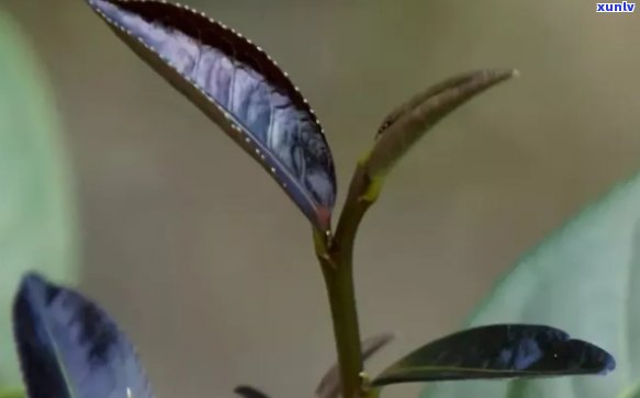 西盟佤山紫芽茶功效-勐库紫芽茶