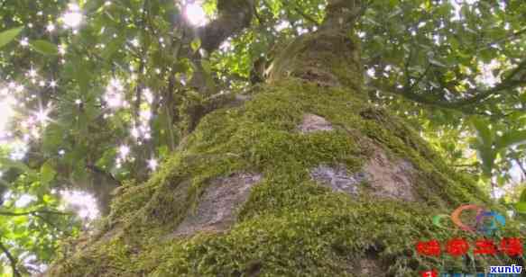 澜沧玉源古茶饼价格，《探秘澜沧江源头：古茶树的生态价值与古茶饼的价格》