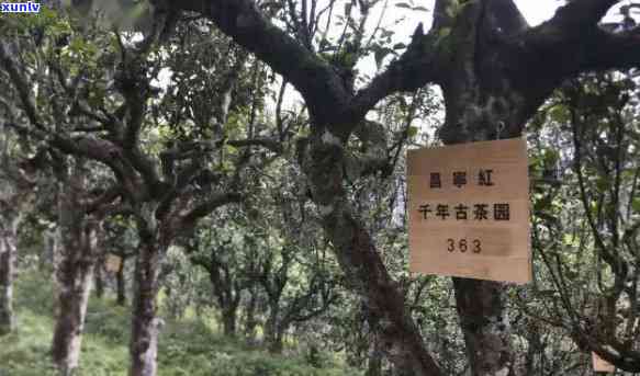 澜沧玉源古茶饼价格，《探秘澜沧江源头：古茶树的生态价值与古茶饼的价格》