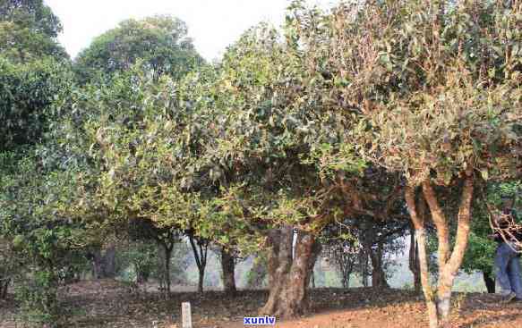 澜沧古茶紫龙玉饼价格，揭秘澜沧古茶紫龙玉饼价格，让您一目了然！