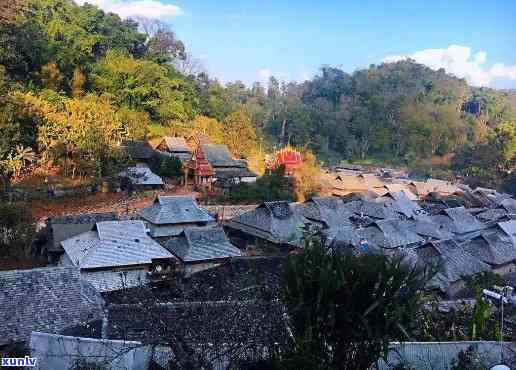 澜沧古茶园，探秘千年古茶园，品味澜沧韵味