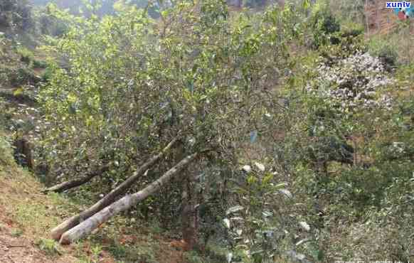 澜沧老木香茶厂官网 *** 及地址