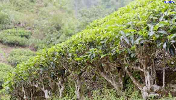 澜沧老木香茶厂官网 *** 及地址