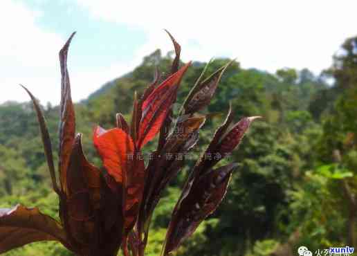 紫芽茶色什么颜色-紫芽茶色什么颜色好看